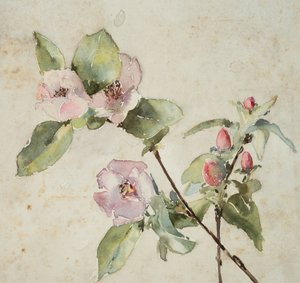Branches of Pink Flowers