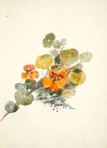 Nasturtiums