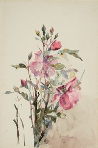 Pink Flower Stems