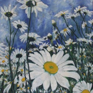 White Daisy Field