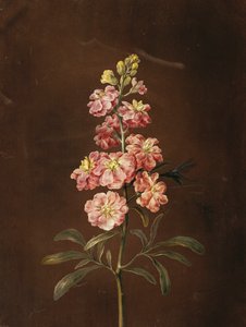 A Pink Stock with a Dragonfly