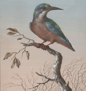 Kingfisher (series title: Four gouaches of birds)