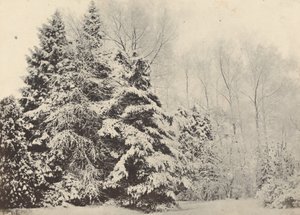 Landscape of Firs in the Snow by Baron A. Fays