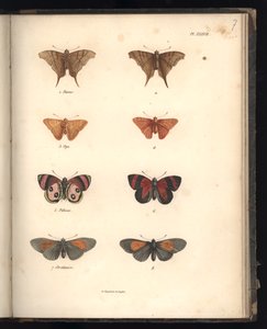 Lepidoptera, Pl. XXXVII, Illustration from 