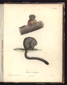 Simia trivirgata, Pl.XXVIII, steel engraved by Louis Bouquet after an engraving by Nicola Huet, illustration from 
