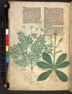 Tractatus de Herbis by Bartholomaei Mini de Senis