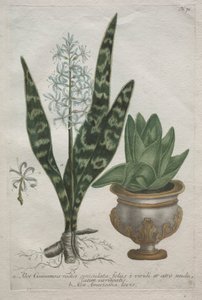 Aloes by Bartholomaus Seutter