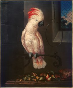 White Parrot