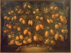 Citrus Fruits