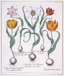 Tulipa Lutea Lituris Aureis, Broken Yellow Sylvestris-type Tulip by Basil Besler