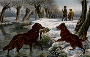 Wild duck hunting by Basil Bradley