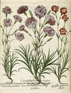 Caryophyllus, from Hortus Eystettensis
