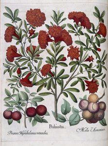 Fruit, from 