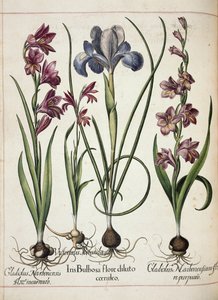 Gladiolus and Iris, from Hortus Eystettensis