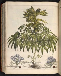 Helleboraster Maximus, from Hortus Eystettensis, by Basilius Besler