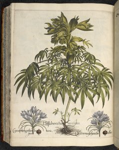 Helleborus, Illustration from 