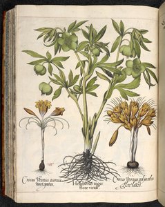 Helleborus Niger, Crocus Vernus, from Hortus Eystettensis, by Basilius Besler by Basilius Besler