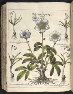 Helleborus niger, Illustration from 