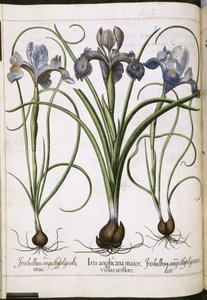 Iris, from Hortus Eystettensis