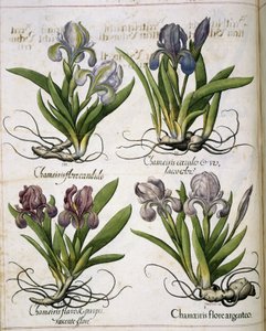 Iris, from Hortus Eystettensis