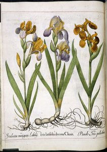 Iris, from 