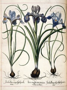 Iris, from Hortus Eystettensis