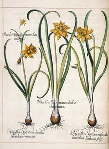Narcissus, from 