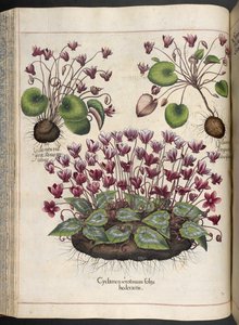 Plate 348: Cyclamen. Hortus Eystettensis, Basilius Besler, 1613