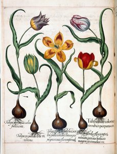 Tulip, from Hortus Eystettensis by Basilius Besler