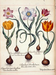 Tulips, from 
