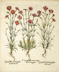 Varieties of Caryophyllus Sylvestris (published in Hortus Eystettensis)