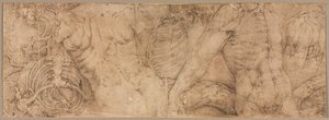 Torsos with Rib Cages, early 1540s