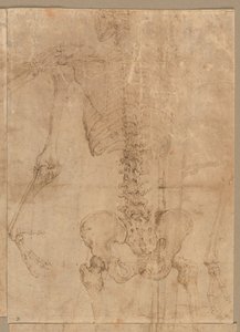 Upper Half of Skeleton from the Back by Battista Franco
