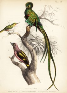 Jamaican Tody, Resplendent Quetzal and Banded Broadbill 1855 by Bauerrichter