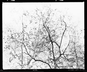 Stark Autumn Branches by Beata Brząkalik-Gburek