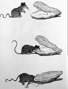 The Rat and the Oyster