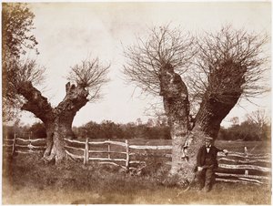 A Hedgerow Tree