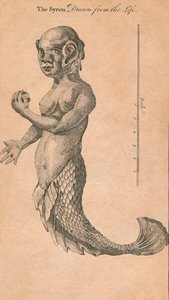 The Syren Drawn from the Life, 1759
