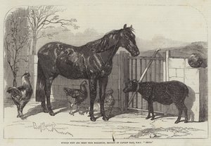 Russian Pony and Sheep from Bomarsund, brought by Captain Hall, HMS Hecla