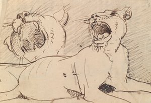 Study of a Lioness
