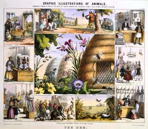 The Bee by Benjamin Waterhouse Hawkins