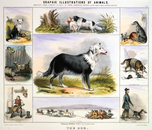The Dog by Benjamin Waterhouse Hawkins