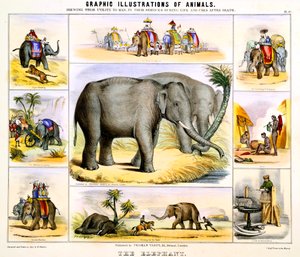 The Elephant, c1850 by Benjamin Waterhouse Hawkins