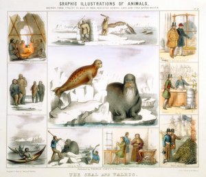The Seal and the Walrus by Benjamin Waterhouse Hawkins