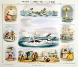 The Whale by Benjamin Waterhouse Hawkins