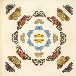 Detail from Plate III, from A Rare Depiction of Butterflies and Moths, pub. 1764