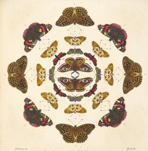 Detail from Plate VII, from A Rare Depiction of Butterflies and Moths, pub. 1764
