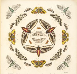 Detail from Plate V, from A Rare Depiction of Butterflies and Moths, pub. 1764