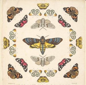 Detail from Plate XII, from A Rare Depiction of Butterflies and Moths, pub. 1764 by Benjamin Wilkes