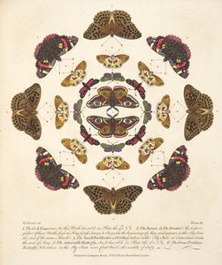 Plate VII, from A Rare Depiction of Butterflies and Moths, pub. 1764